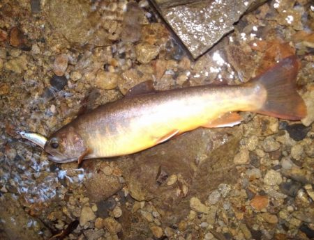 沢を３本釣り上がる ～長良川水系～